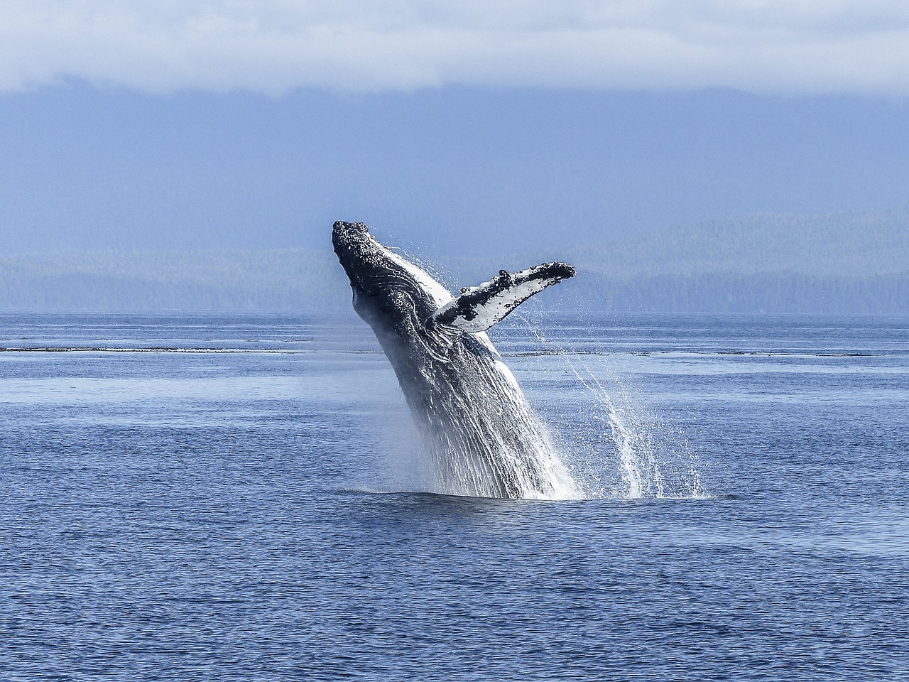 humpback whale