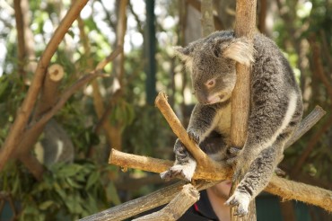 5 Best Wildlife Parks & Animal Attractions on the Gold Coast