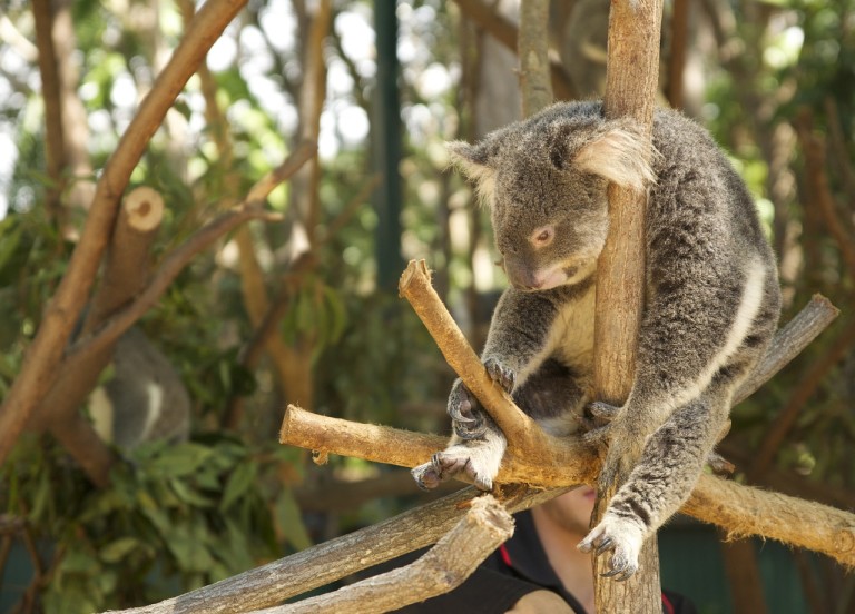 5 Best Wildlife Parks & Animal Attractions on the Gold Coast