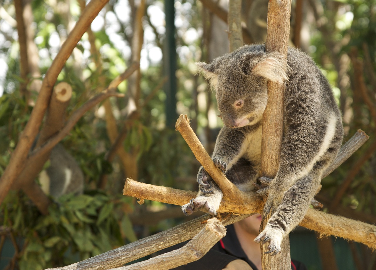 Currumbin Wildlife Sanctuary